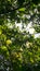 Green leaves of poplar tree in sunlight, Summer green foliage, Chlorophyll production, Poplar twigs with green leaves in sunshine