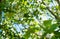 Green leaves of poplar tree in sunlight, Summer green foliage, Chlorophyll production, Poplar twigs with green leaves in sunshine