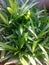 Green leaves in pot background