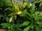 Green leaves of puring golden white plant or Codiaeum Variegatum in the garden, tropical plants