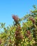 Green Leaves, Purple Flowers and Blue Sky - Natural Background