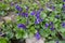 Green leaves and purple flowers of dog-violets in March