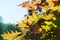 Green leaves of quercus rubra against blue sky