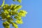 Green leaves of quercus rubra against blue sky