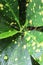 Green leaves on a rainy day