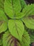 green leaves.rare leaves.improve your health.simply download