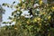 Green leaves, red, brown and yellow on a sunny day early autumn. Green leaves on against the sky