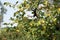 Green leaves, red, brown and yellow on a sunny day early autumn. Green leaves on against the sky