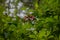 green leaves with red flowers in between