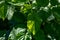 Green leaves of Red raspberry, Rubus idaeus top view. Close up. Selective focus. The texture of the raspberry leaf