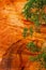 Green leaves and red rock landscape, Zion