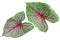 Green Leaves, Red Veins Caladium Plant Isolated on White Background