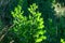 The green leaves of a rough hawksbeard