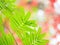 Green leaves of Royal Poinciana blur the red and white background.