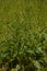 Green leaves of Rumex confertus growing in Carpathian mountains, closeup photo