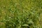 Green leaves of Rumex confertus growing in Carpathian mountains, closeup photo