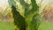 Green leaves of a sansevieria plant on a light background. View through a beveled glass with texture.