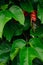 Green leaves of santol tree fruit on sental tree plant sandoricum koetjape