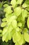 Green leaves of schisandra on branches. Schisandra thickets without fruits