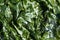 Green leaves of sea lettuce