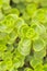 Green Leaves of Sedum Spurium Close-Up