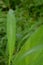 Green leaves of Setaria palmifolia with dew droplets on it