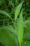 Green leaves of Setaria palmifolia with dew droplets on it