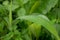 Green leaves of Setaria palmifolia with dew droplets on it