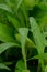 Green leaves of Setaria palmifolia with dew droplets on it