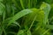 Green leaves of Setaria palmifolia with dew droplets on it