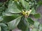 Green leaves and shoots of Persea americana/ avocado tree