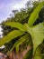 Green leaves show about the season of tree.