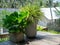 Green leaves in the simple minimal pots decoration on old wooden terrace.