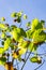 Green leaves on a sky background illuminated by the sun, California