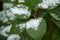 Green leaves in the snow after the first snowfall in autumn