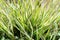 Green leaves sow thistle grass gardening