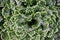 Green leaves of Spike-Moss `Frosty` with scientific name Selaginella martensii