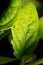 Green leaves on a sprout tomato.