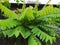 Green leaves of starfruit tree