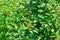 Green Leaves And Stems Of Orange Wild Lantana Camara Flowers Growing In The Field