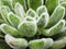 Green leaves of succulent, macro shot