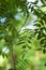 Green leaves with sunlight and shadow, summer spring ash foliage