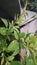 Green leaves on a sunny rain day closeup prospective