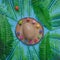 Green leaves surrounded the wooden stump with mushrooms and ladybugs surrounding the egg. Everything is on a light blue background