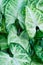 Green leaves Syngonium podophyllum close up, house plant . Abstract floral background from green leaves