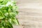 Green leaves Syngonium podophyllum on wooden table