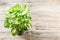 Green leaves Syngonium podophyllum on wooden table