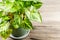 Green leaves Syngonium podophyllum on wooden table