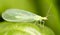 Green leaves taken lacewing flies, close-up images