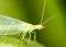 Green leaves taken lacewing flies, close-up images